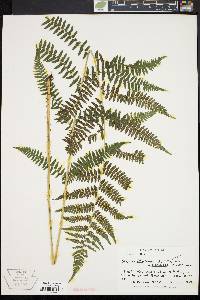 Athyrium filix-femina var. asplenioides image