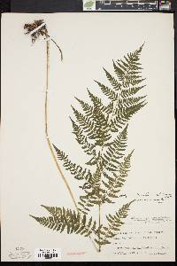 Athyrium filix-femina var. asplenioides image