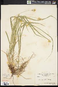 Carex cephaloidea image