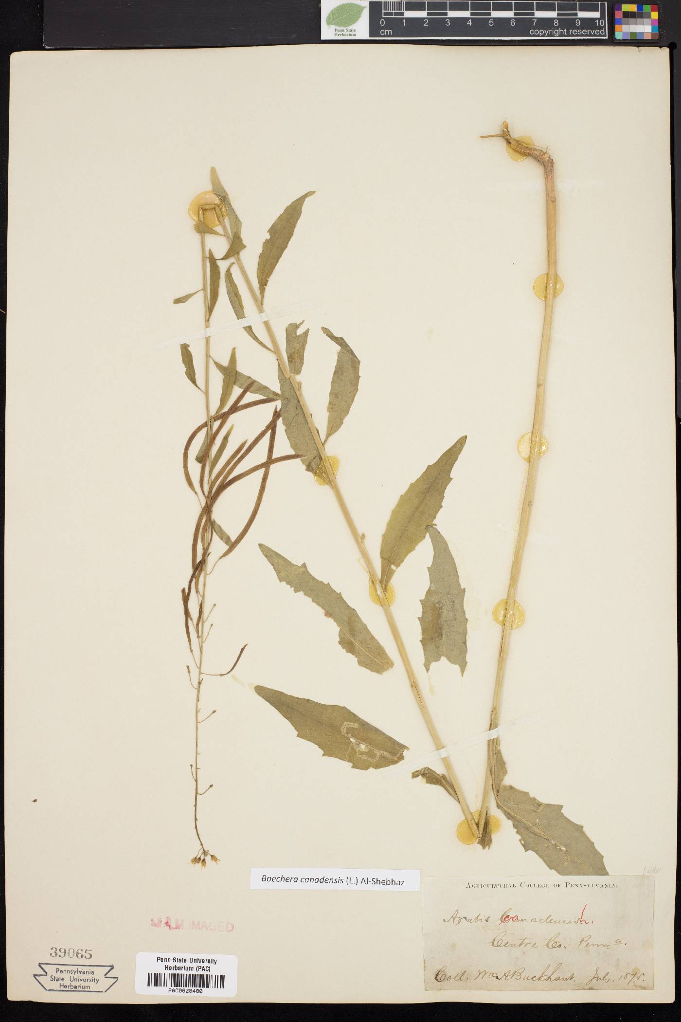 Borodinia canadensis image