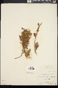 Cuscuta campestris image