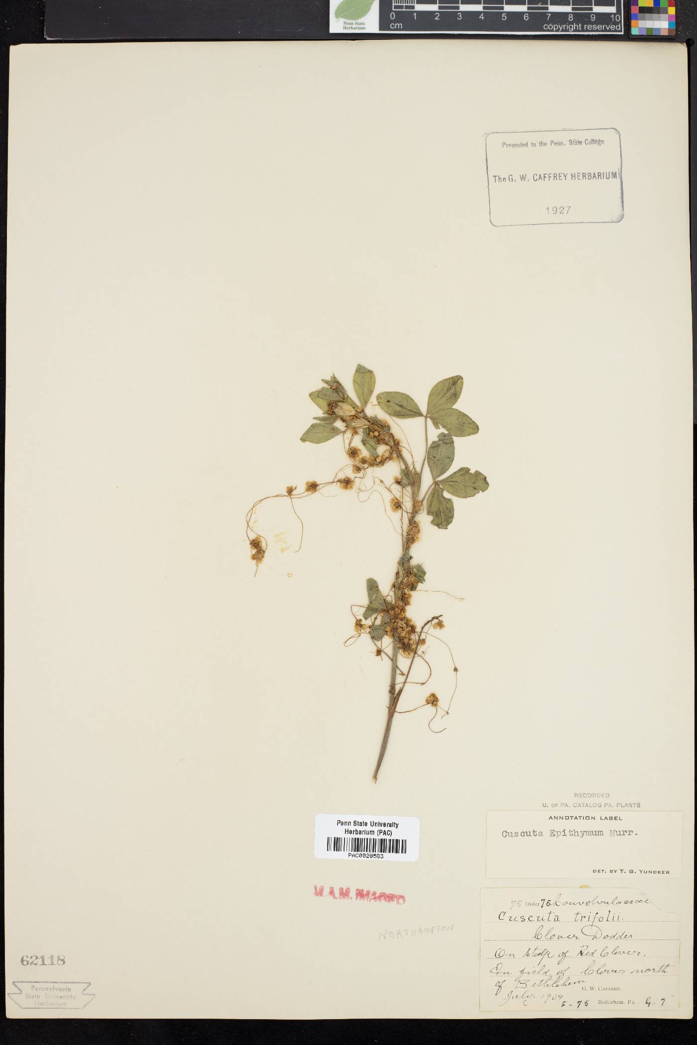 Cuscuta epithymum image