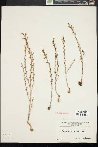 Epifagus virginiana image