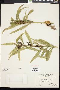 Cuscuta gronovii image