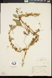 Cuscuta gronovii image