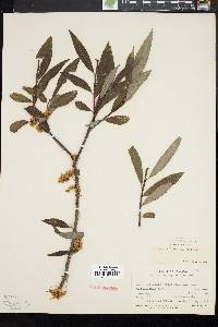 Cuscuta gronovii image