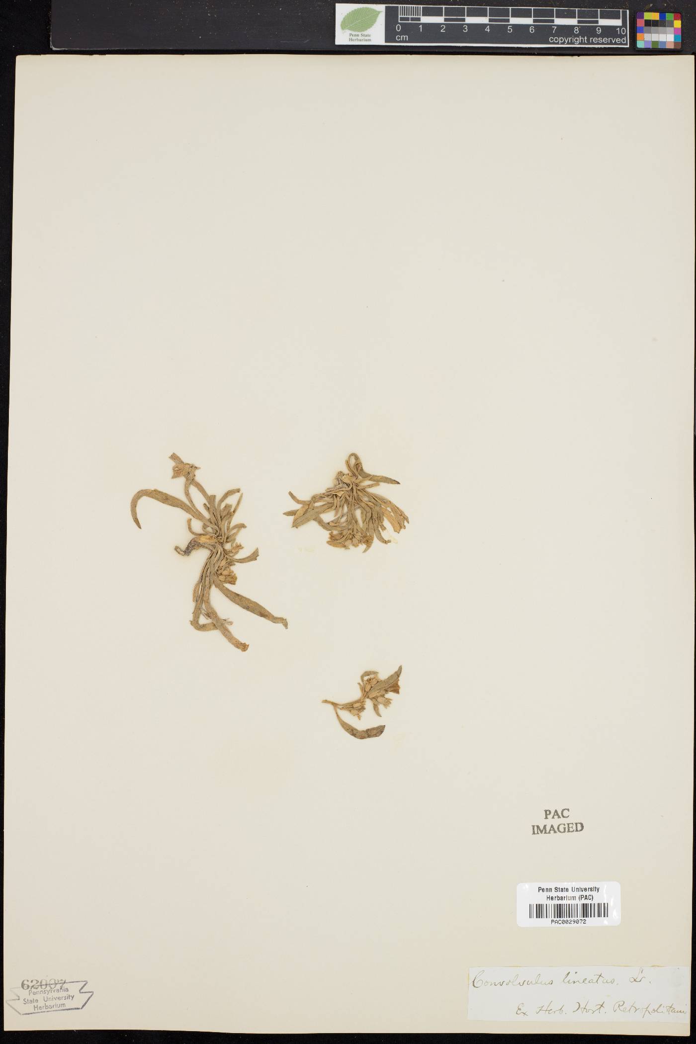 Convolvulus lineatus image