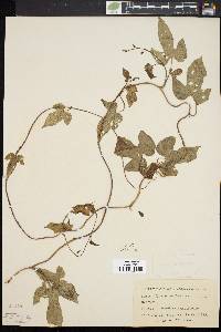 Ipomoea indica image