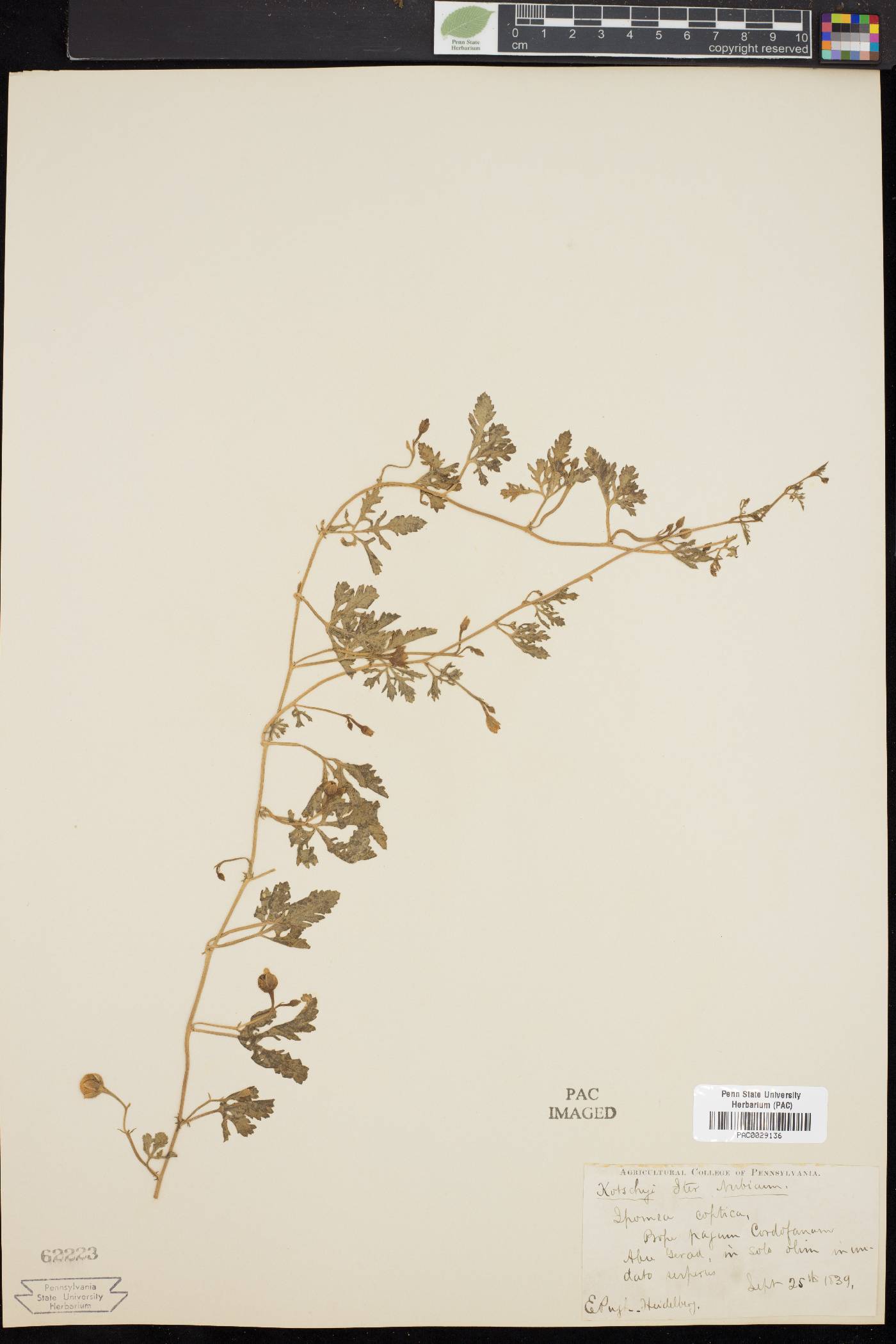 Ipomoea coptica image