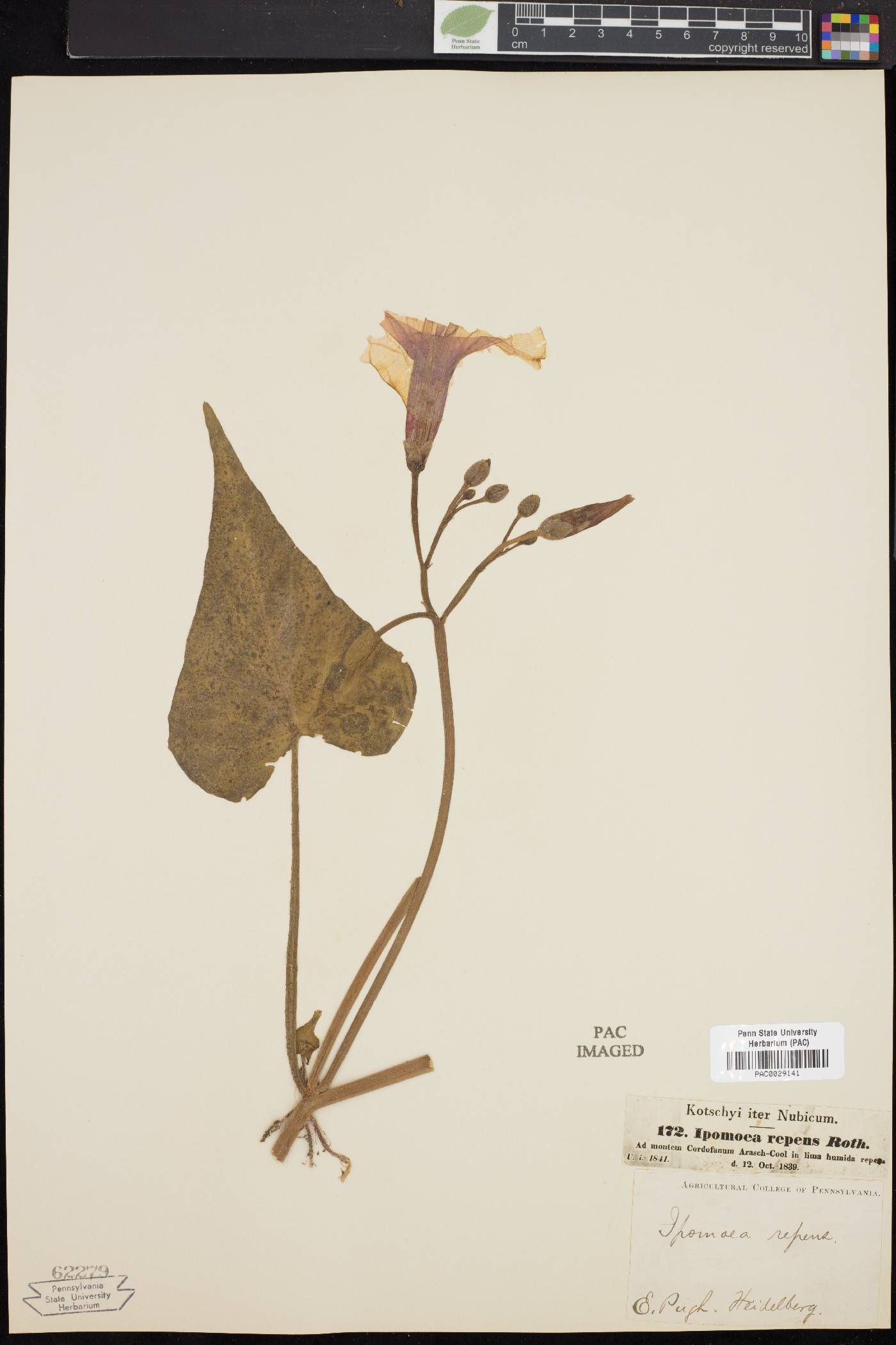 Ipomoea rubens image