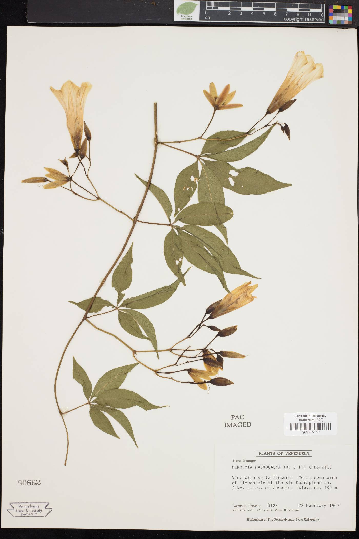 Merremia macrocalyx image