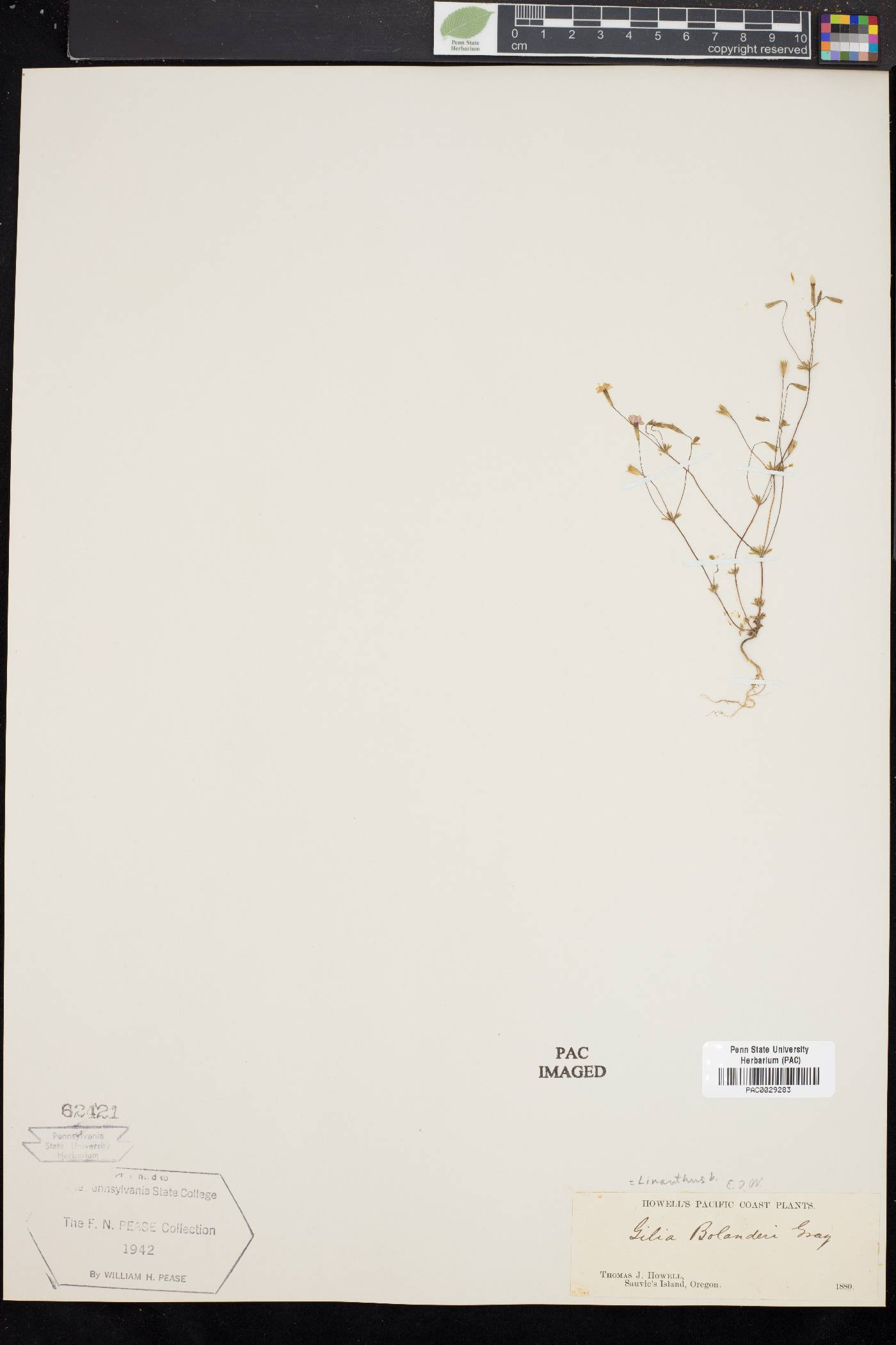 Linanthus bolanderi image