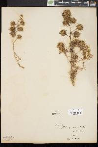 Navarretia squarrosa image