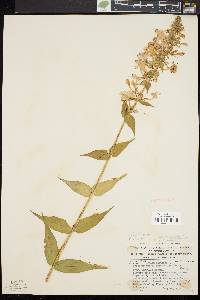 Phlox maculata image