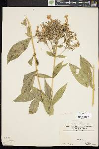 Phlox paniculata image