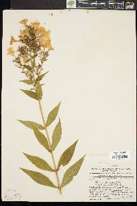 Phlox paniculata image