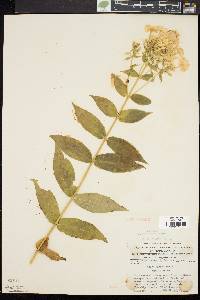 Phlox paniculata image