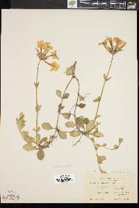 Phlox stolonifera image