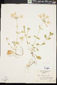 Phlox stolonifera image