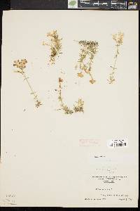 Phlox subulata image