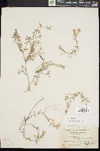 Phlox subulata image