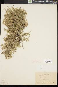 Phlox subulata image