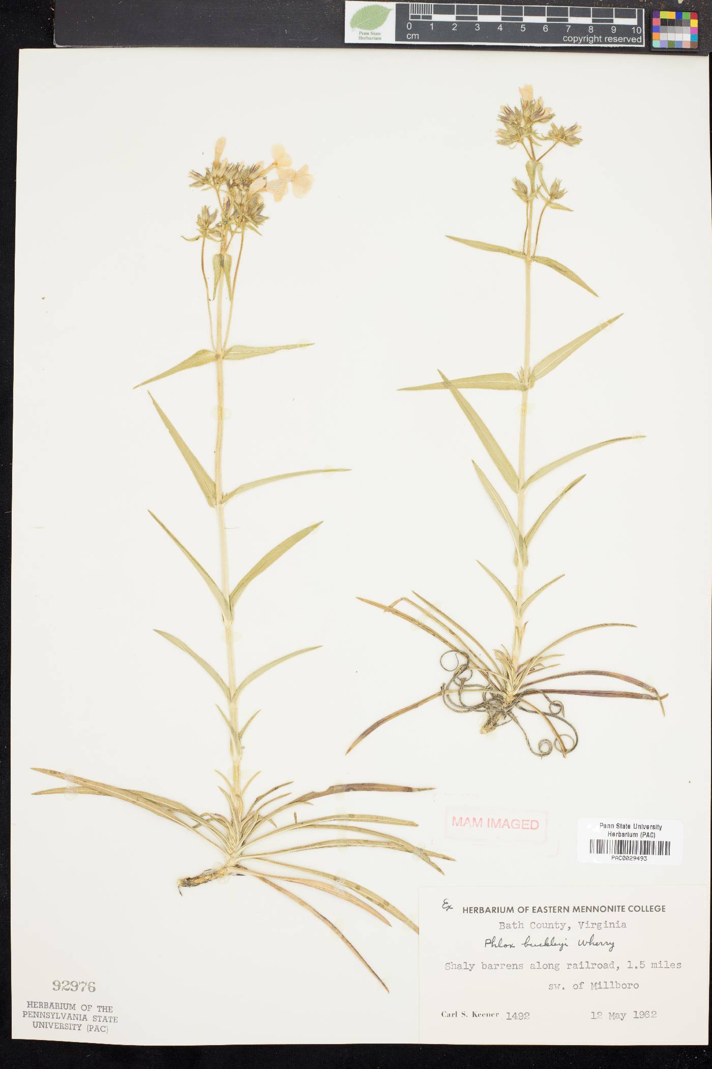 Phlox buckleyi image