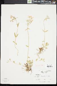 Phlox ovata image