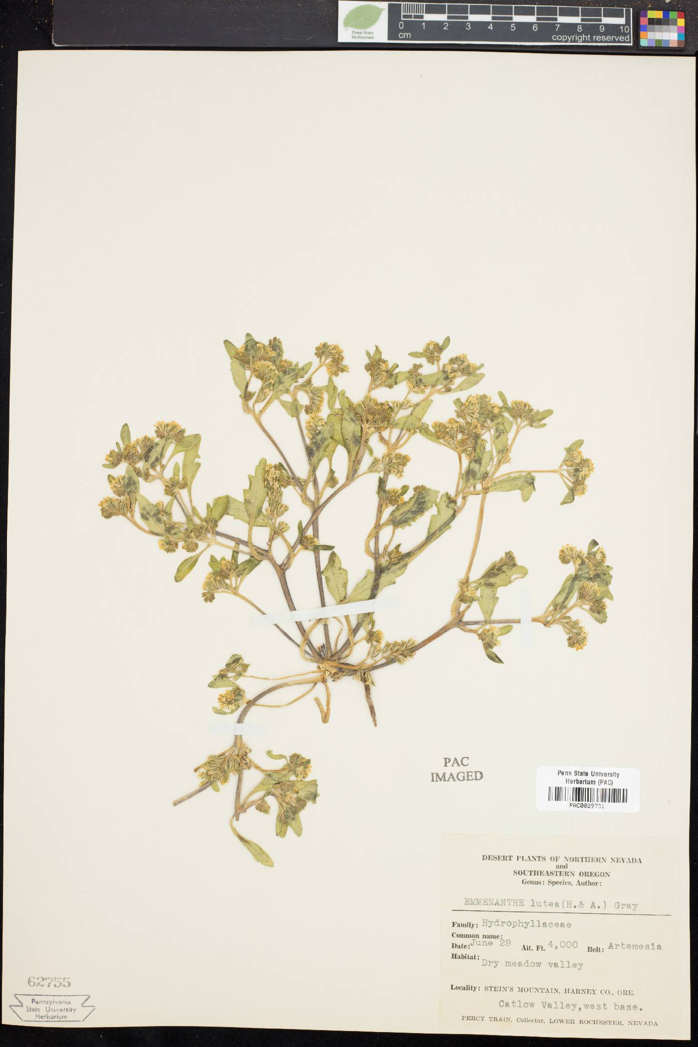 Emmenanthe lutea image