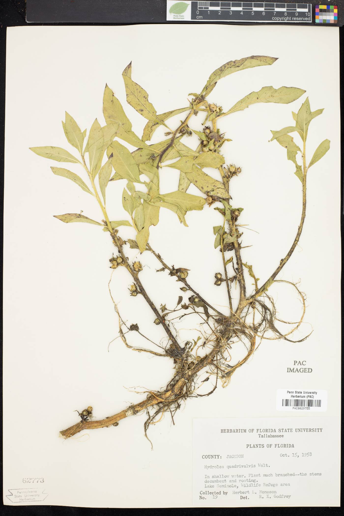 Hydrolea quadrivalvis image