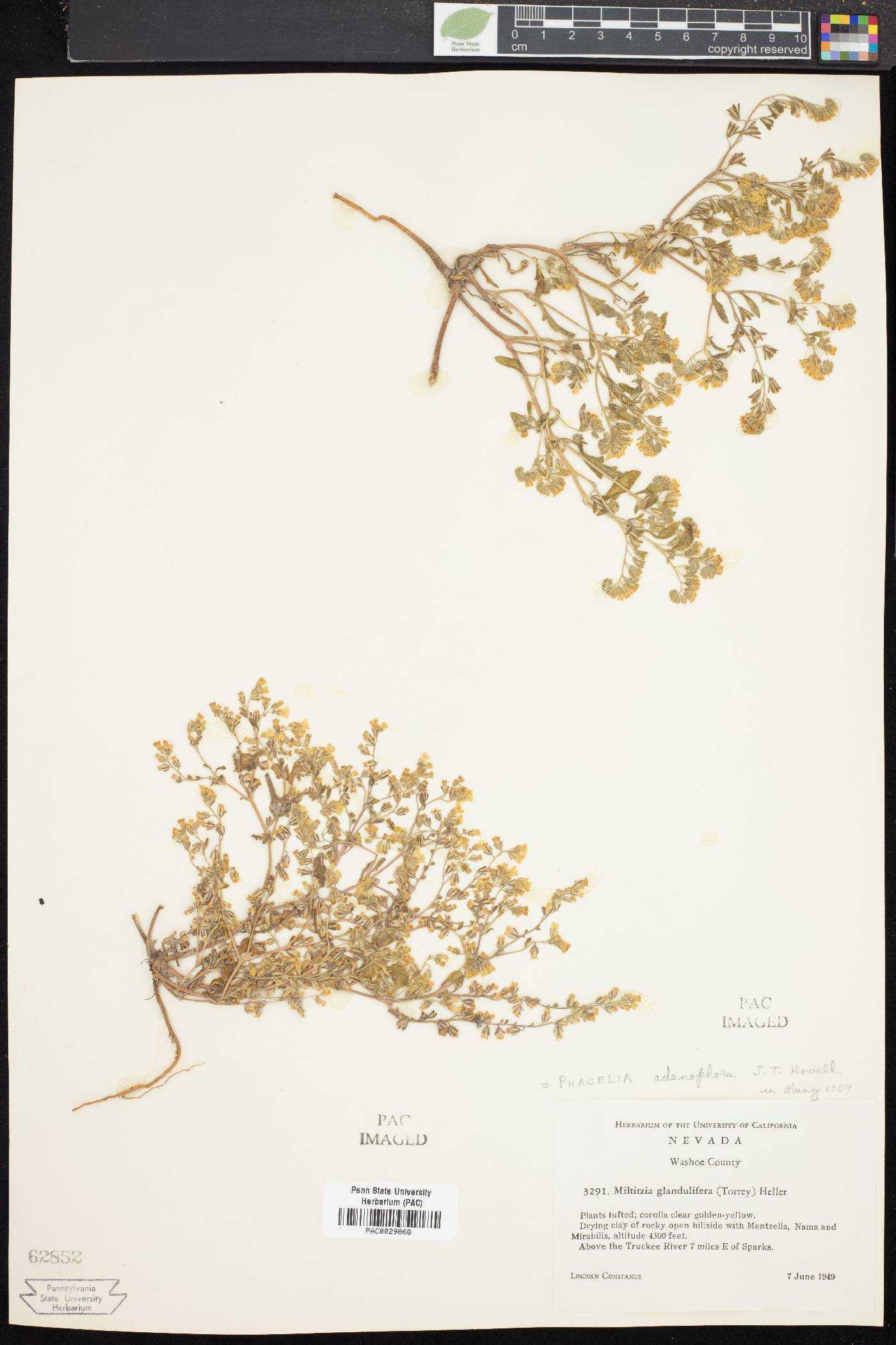 Phacelia adenophora image