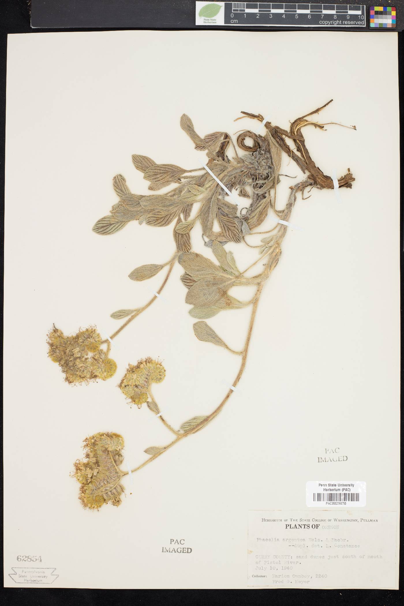 Phacelia argentea image