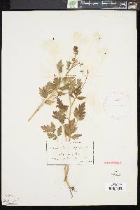 Phacelia bipinnatifida image