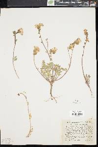 Phacelia fremontii image