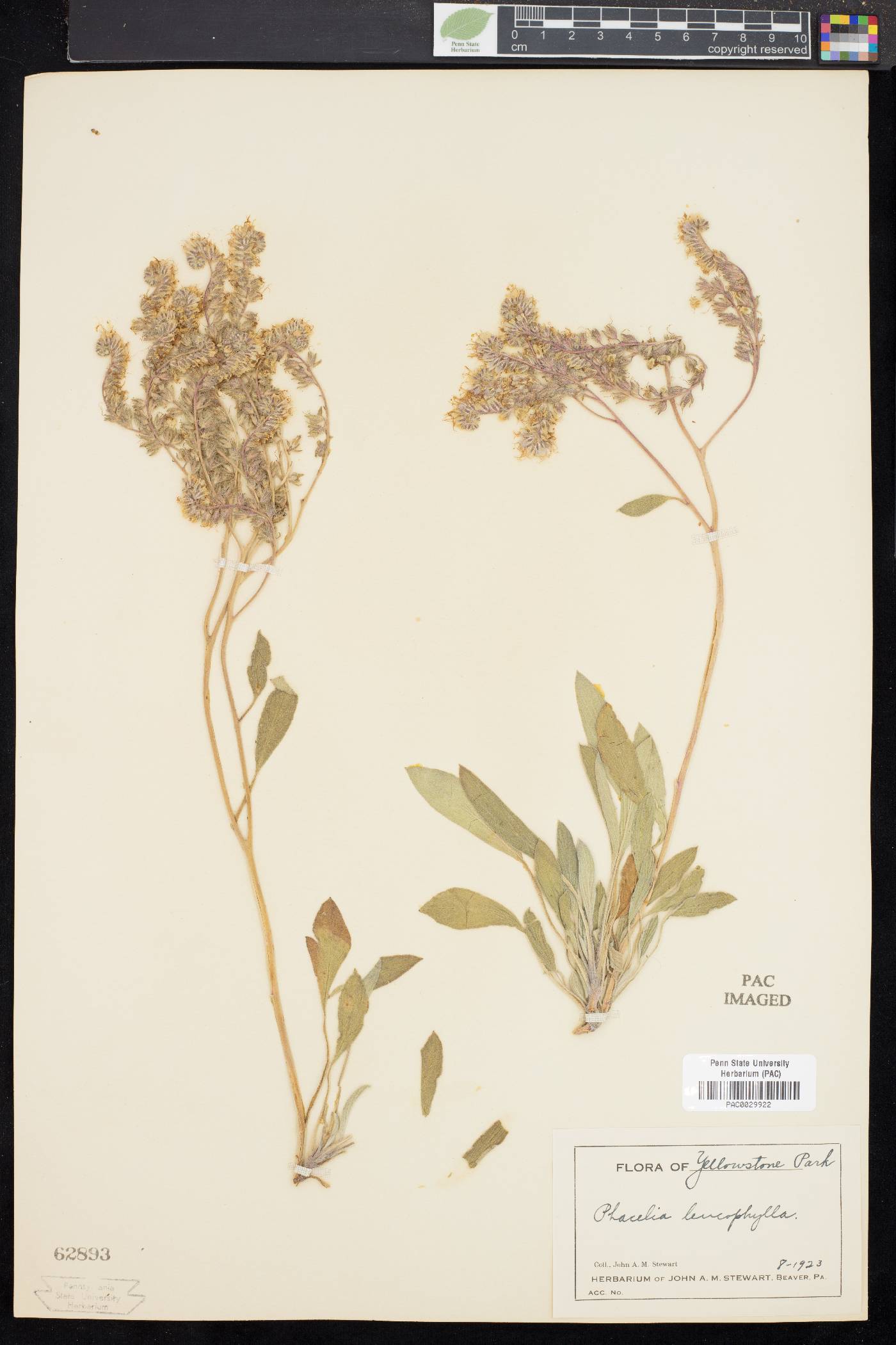 Phacelia leucophylla image