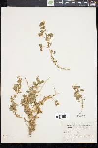 Phacelia perityloides image