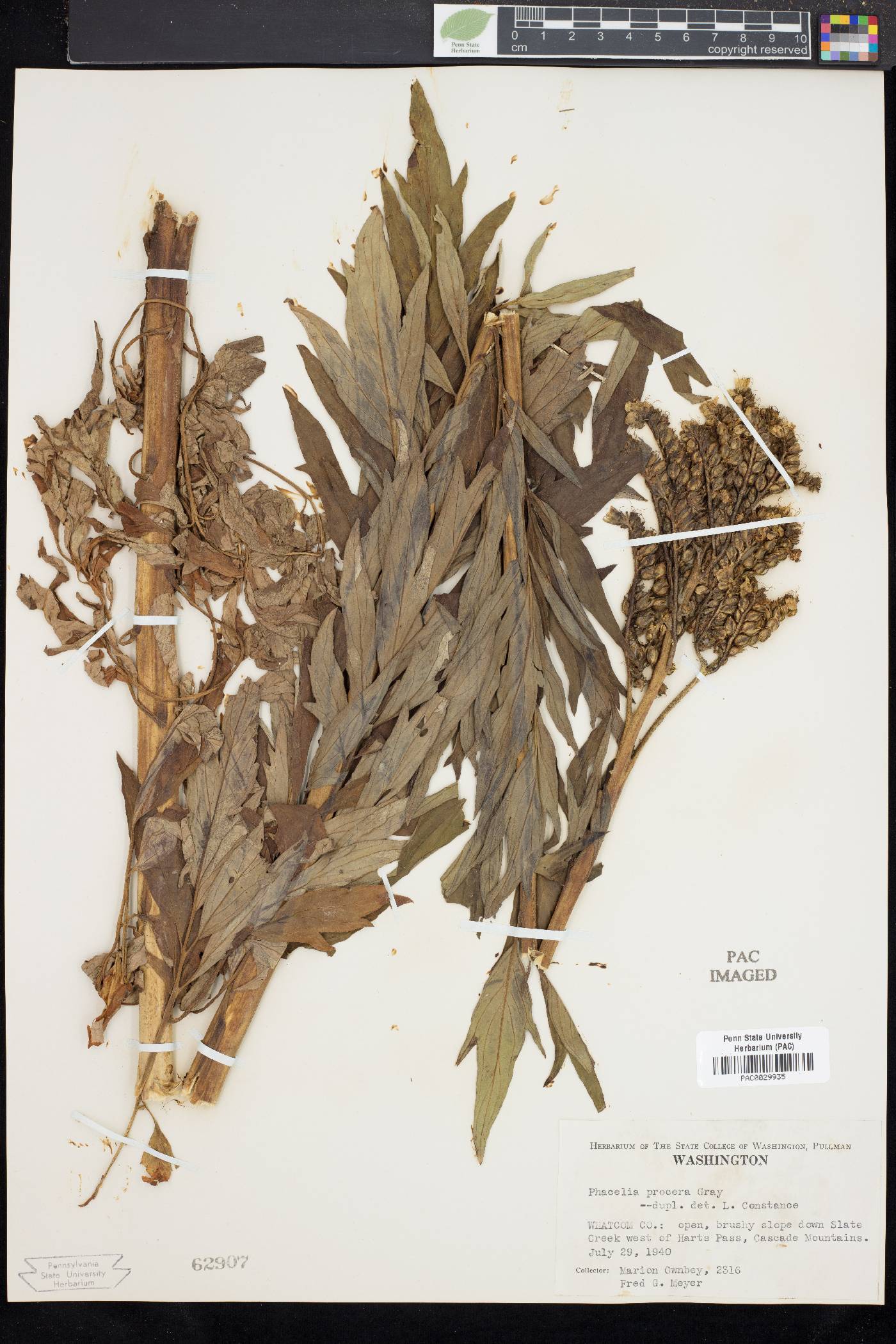 Phacelia procera image