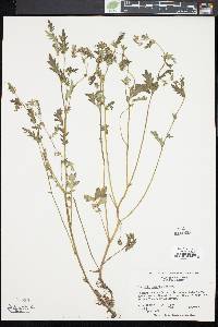 Phacelia purshii image