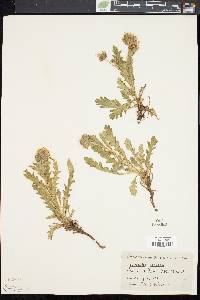 Phacelia sericea image