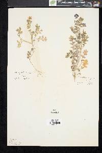 Nemophila insignis image