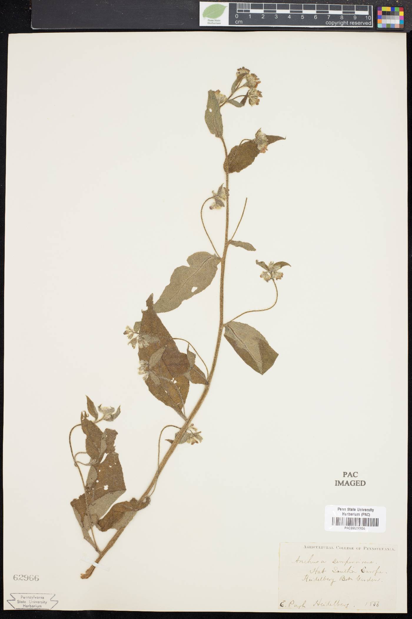 Anchusa sempervirens image