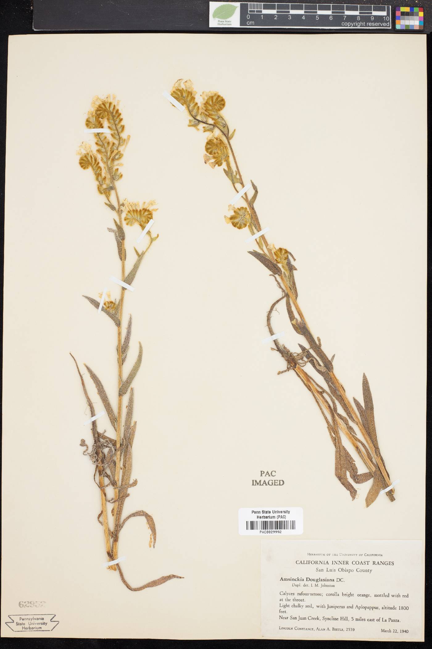 Amsinckia douglasiana image