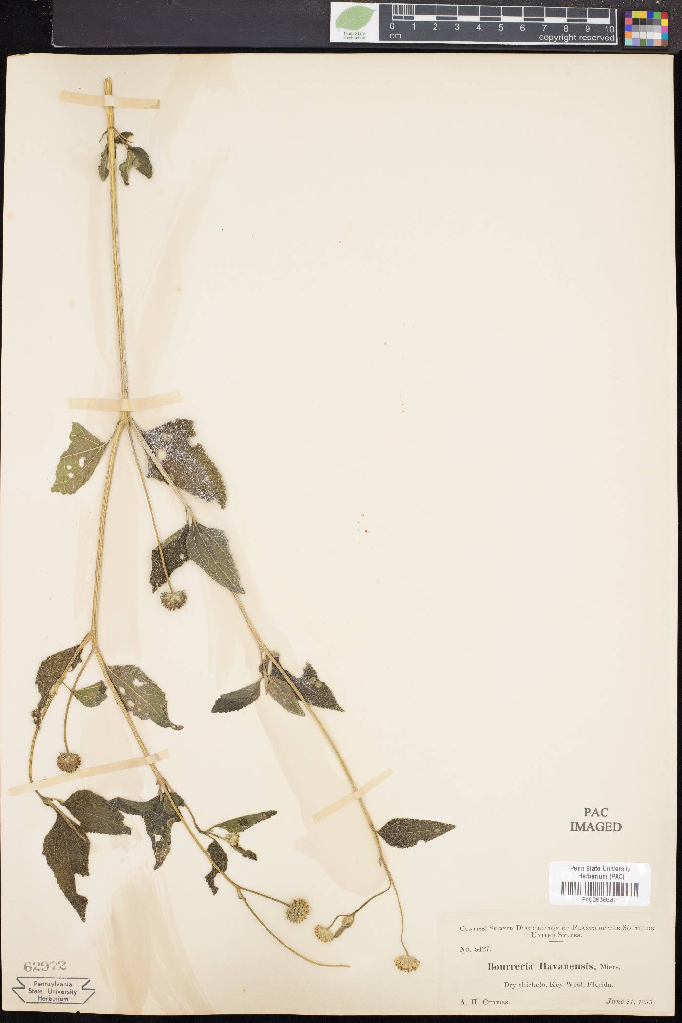 Bourreria havanensis image