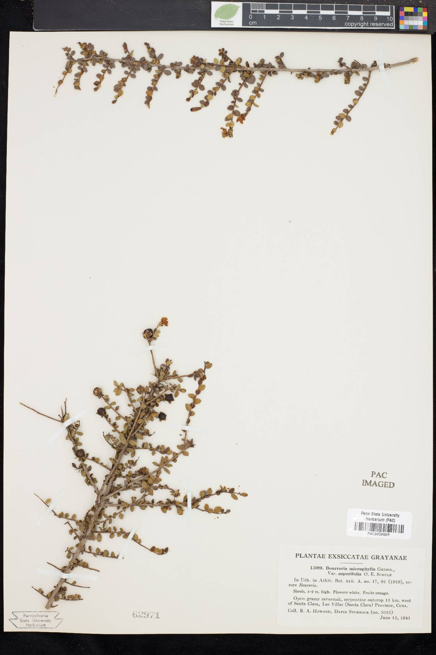 Bourreria microphylla image