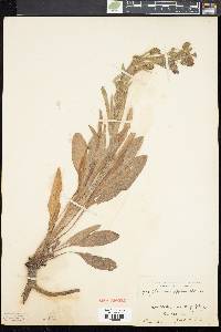 Cynoglossum officinale image