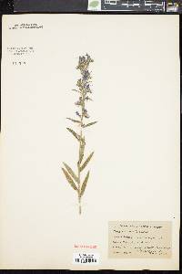 Echium vulgare image