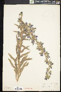 Echium vulgare image