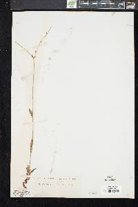 Image of Allocarya californica