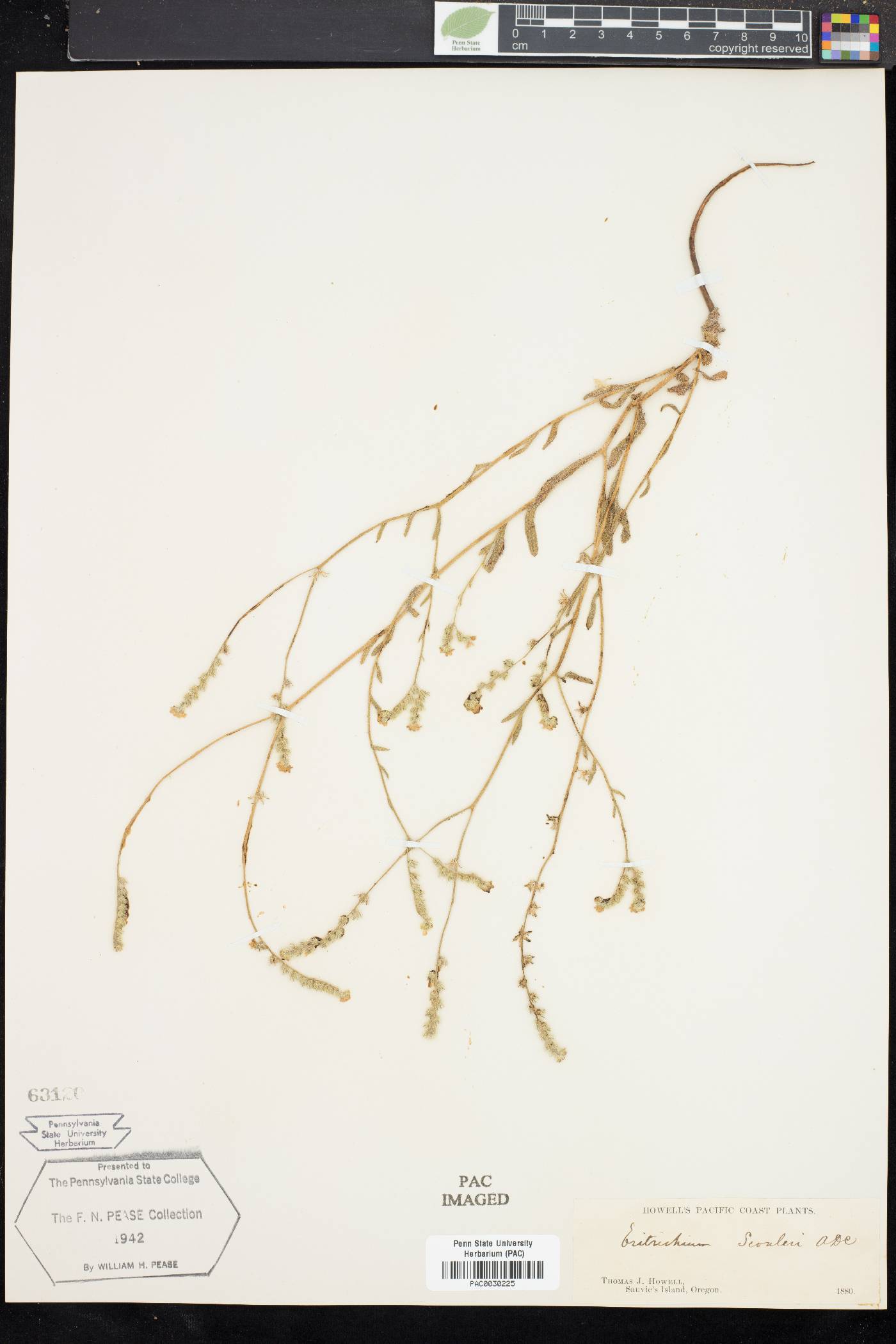 Allocarya scouleri image