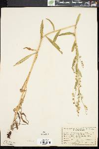 Hackelia coerulescens image